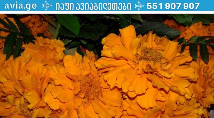 სენსაცია! ეს უნიკალური ჩაი აღადგენს პანკრეასის მუშაობას და განკურნავს დიაბეტს!