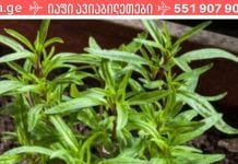 პროდუქტები,რომლებიც გაანადგურებს ორგანიზმში არსებულ ყველა პარაზიტს