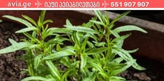 პროდუქტები,რომლებიც გაანადგურებს ორგანიზმში არსებულ ყველა პარაზიტს