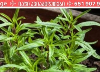 პროდუქტები,რომლებიც გაანადგურებს ორგანიზმში არსებულ ყველა პარაზიტს