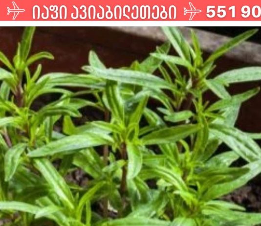 პროდუქტები,რომლებიც გაანადგურებს ორგანიზმში არსებულ ყველა პარაზიტს