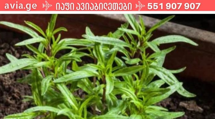 პროდუქტები,რომლებიც გაანადგურებს ორგანიზმში არსებულ ყველა პარაზიტს