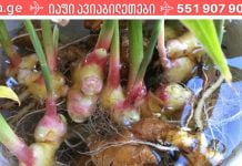 ჯანჯაფილი თქვენი ხავერდოვანი კანისთვის