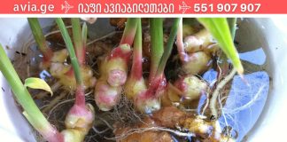 ჯანჯაფილი თქვენი ხავერდოვანი კანისთვის