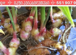 ჯანჯაფილი თქვენი ხავერდოვანი კანისთვის