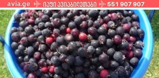 ირგის კენკრა მხოლოდ ჯანმრთელობის საბადოა ჩვენი ორგანიზმისთვის!