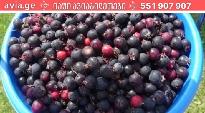 ირგის კენკრა მხოლოდ ჯანმრთელობის საბადოა ჩვენი ორგანიზმისთვის!