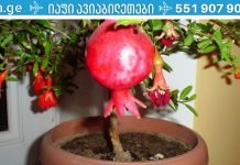 თუ გინდათ,რომ გაიხანგრძლივოოთ სიცოცხლე გამოიყენეთ ეს სასწაული რეცეპტი