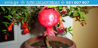 თუ გინდათ,რომ გაიხანგრძლივოოთ სიცოცხლე გამოიყენეთ ეს სასწაული რეცეპტი