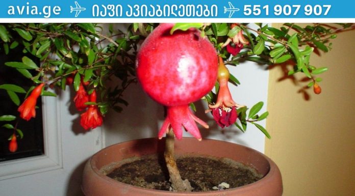 თუ გინდათ,რომ გაიხანგრძლივოოთ სიცოცხლე გამოიყენეთ ეს სასწაული რეცეპტი