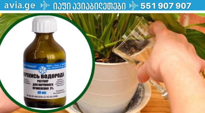 წყალბადის ზეჟანგი სახლის ყვავილებისთვის -საუკეთესო  ბალზამი ზამთარისთვის!