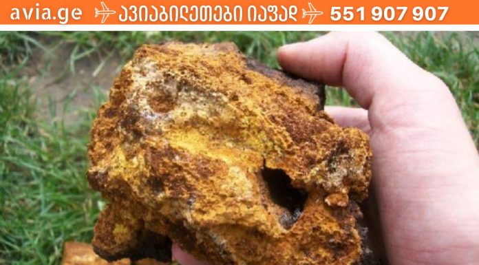 რატო არცერთი ექიმი ახსენებს ამ პროდუქტს? ჩაგა- არყის ხის სოკო- ჩვენი ჯანმრთელობისთვის ღირებული ბუნებრივი პროდუქტია