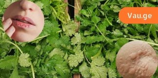 ეს ყველამ უნდა იცოდეს,ქინძის სასწაული თვისებები.