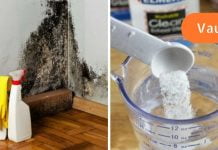 როგორ ამოვიღოთ ობი კედლიდან და თავიდან ავიცილოთ მისი ხელახლა გამოჩენა?