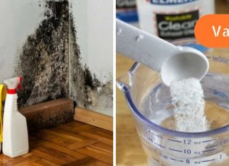 როგორ ამოვიღოთ ობი კედლიდან და თავიდან ავიცილოთ მისი ხელახლა გამოჩენა?