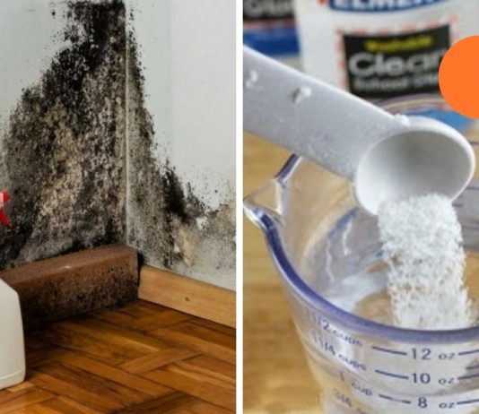 როგორ ამოვიღოთ ობი კედლიდან და თავიდან ავიცილოთ მისი ხელახლა გამოჩენა?