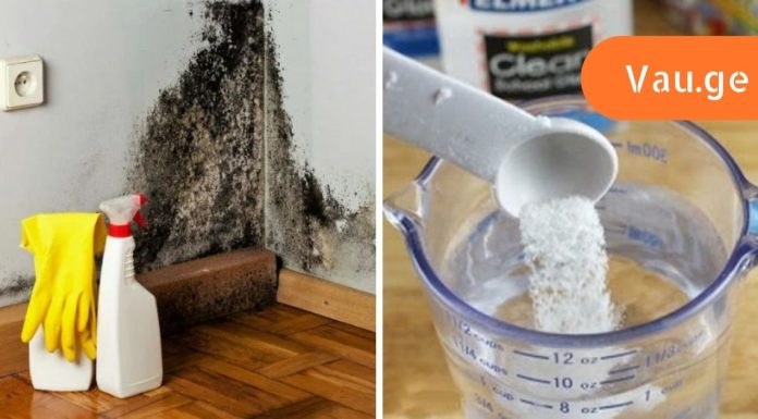 როგორ ამოვიღოთ ობი კედლიდან და თავიდან ავიცილოთ მისი ხელახლა გამოჩენა?