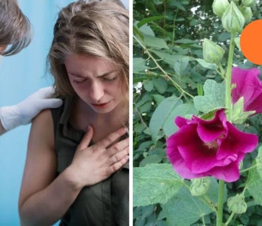 ამ ყვავილის 6 სამკურნალო თვისება,სასწაულებს ახდებს