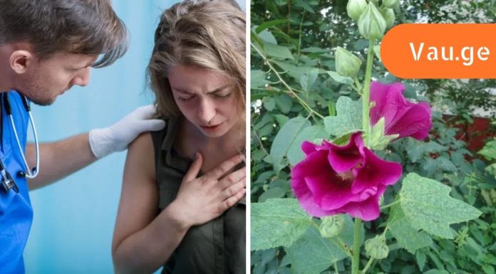 ამ ყვავილის 6 სამკურნალო თვისება,სასწაულებს ახდებს