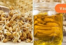 ეს უნდა იცოდეთ.ხორბლის მარცვალის ზეთი.გაიგეთ მის სარგებელის და ზიანის შესახებ