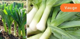 პრასს ყველა გამოუდეგარ საკვებად აღიქვამს,მაგრამ ამ სასწაული თვისებების მერე ყველას შეუყვარდება