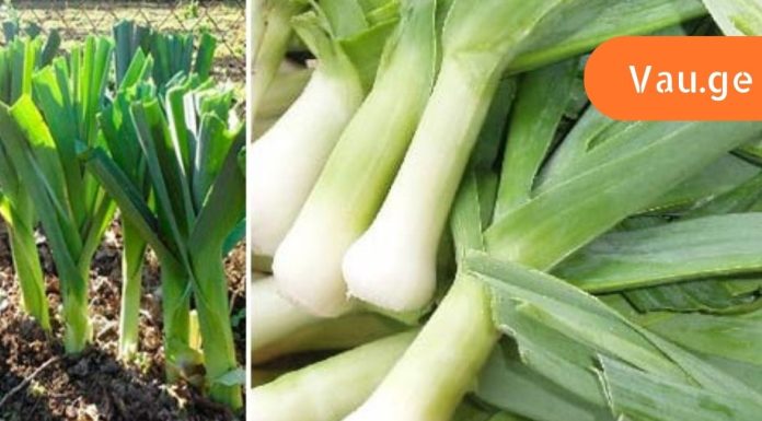 პრასს ყველა გამოუდეგარ საკვებად აღიქვამს,მაგრამ ამ სასწაული თვისებების მერე ყველას შეუყვარდება