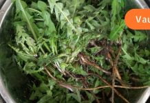 მხოლოდ 1 ფოთოლს შეუძლია შეამსუბუქოს ნებისმიერი მდგომარეობა! ის თითქმის ყველგან იზრდება, მაგრამ ცოტამ თუ იცის მისი გამოყენება.