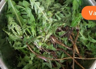 მხოლოდ 1 ფოთოლს შეუძლია შეამსუბუქოს ნებისმიერი მდგომარეობა! ის თითქმის ყველგან იზრდება, მაგრამ ცოტამ თუ იცის მისი გამოყენება.