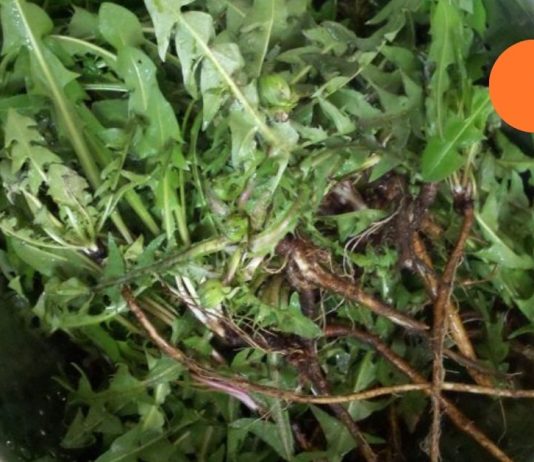 მხოლოდ 1 ფოთოლს შეუძლია შეამსუბუქოს ნებისმიერი მდგომარეობა! ის თითქმის ყველგან იზრდება, მაგრამ ცოტამ თუ იცის მისი გამოყენება.