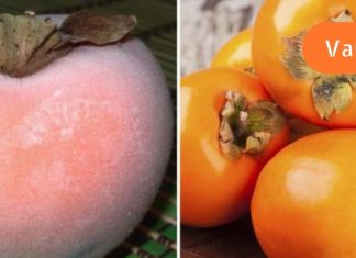 ხურმის სარგებელი,რომლის შესახებ არ გსმენიათ.