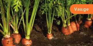 ახლა ვხვდები ბავშვობაში რატო მაძალებდნენ სტაფილოს ჭამას,გახსენი სტატია და ნახე.