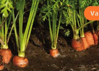 ახლა ვხვდები ბავშვობაში რატო მაძალებდნენ სტაფილოს ჭამას,გახსენი სტატია და ნახე.