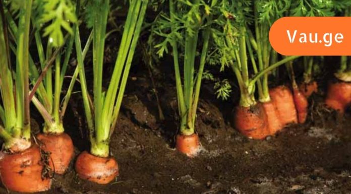 ახლა ვხვდები ბავშვობაში რატო მაძალებდნენ სტაფილოს ჭამას,გახსენი სტატია და ნახე.