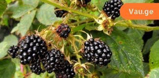 ეს საინტერესოა – შაქრიანი დიაბეტის პროფილაქტიკა მაყვლით.