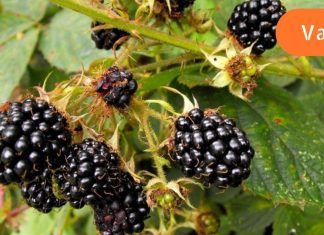 ეს საინტერესოა – შაქრიანი დიაბეტის პროფილაქტიკა მაყვლით.