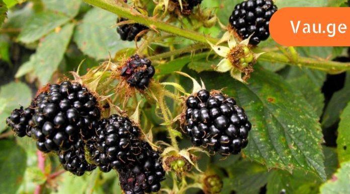 ეს საინტერესოა – შაქრიანი დიაბეტის პროფილაქტიკა მაყვლით.