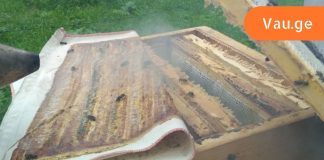 როგორ დავამარცხე მალთაშუა თიაქარი: პროპოლისის ტილო თიაქრისა და გამონაყარისთვის