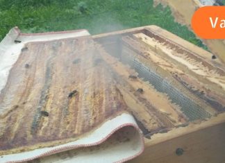 როგორ დავამარცხე მალთაშუა თიაქარი: პროპოლისის ტილო თიაქრისა და გამონაყარისთვის