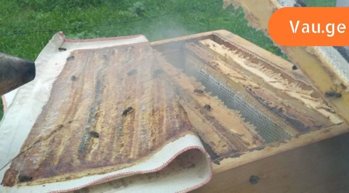 როგორ დავამარცხე მალთაშუა თიაქარი: პროპოლისის ტილო თიაქრისა და გამონაყარისთვის