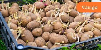 გაფრთხილება! ნუ მიირთმევთ ასეთ კარტოფილს, ის შხამიანია.