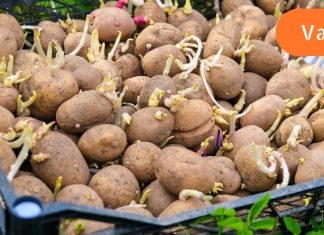 გაფრთხილება! ნუ მიირთმევთ ასეთ კარტოფილს, ის შხამიანია.