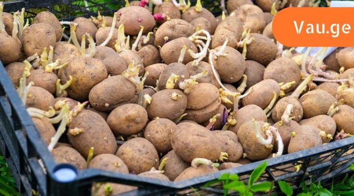 გაფრთხილება! ნუ მიირთმევთ ასეთ კარტოფილს, ის შხამიანია.