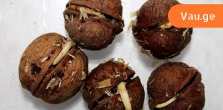 კაკლის გაღვივება არსად გსემნიათ და მე პირველი ვიქნებით,ვინც გასწავლი ამ სასწაული ვიტამინების “ბომბის” შესახებ.როგორ მივიღოთ გაღივებული მარცვლები სახლში.