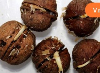 კაკლის გაღვივება არსად გსემნიათ და მე პირველი ვიქნებით,ვინც გასწავლი ამ სასწაული ვიტამინების “ბომბის” შესახებ.როგორ მივიღოთ გაღივებული მარცვლები სახლში.