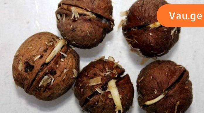 კაკლის გაღვივება არსად გსემნიათ და მე პირველი ვიქნებით,ვინც გასწავლი ამ სასწაული ვიტამინების “ბომბის” შესახებ.როგორ მივიღოთ გაღივებული მარცვლები სახლში.