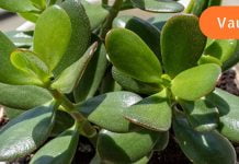 მკვლელი მცენარეები! არ გაბედო მათი გაზრდა შენს ფანჯრის რაფაზე, თორემ…