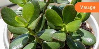 მკვლელი მცენარეები! არ გაბედო მათი გაზრდა შენს ფანჯრის რაფაზე, თორემ…