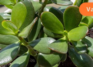 მკვლელი მცენარეები! არ გაბედო მათი გაზრდა შენს ფანჯრის რაფაზე, თორემ…