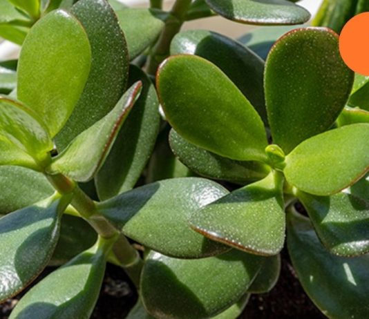 მკვლელი მცენარეები! არ გაბედო მათი გაზრდა შენს ფანჯრის რაფაზე, თორემ…