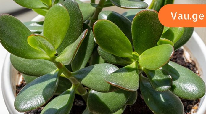 მკვლელი მცენარეები! არ გაბედო მათი გაზრდა შენს ფანჯრის რაფაზე, თორემ…